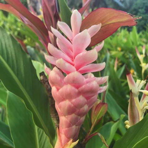 Bay Of Plenty Nature Lodge Nanuya Lailai エクステリア 写真